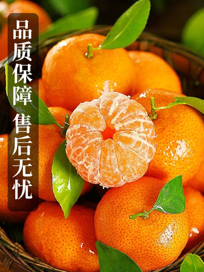 南丰蜜橘产地看货论价一首货源保质保量欢迎订购