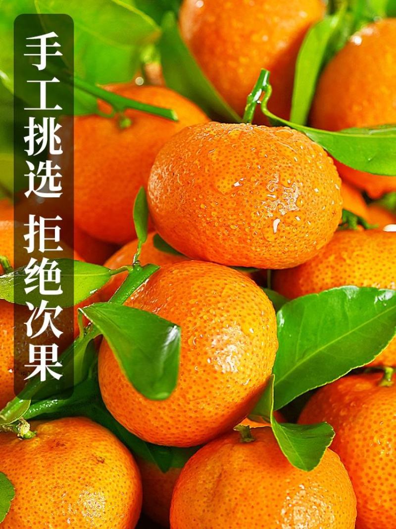 南丰蜜橘产地看货论价一首货源保质保量欢迎订购