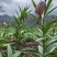 贝母种球四季开花进口庭院阳台盆栽室内地栽耐寒植物花