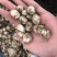 贝母种球四季开花进口庭院阳台盆栽室内地栽耐寒植物花