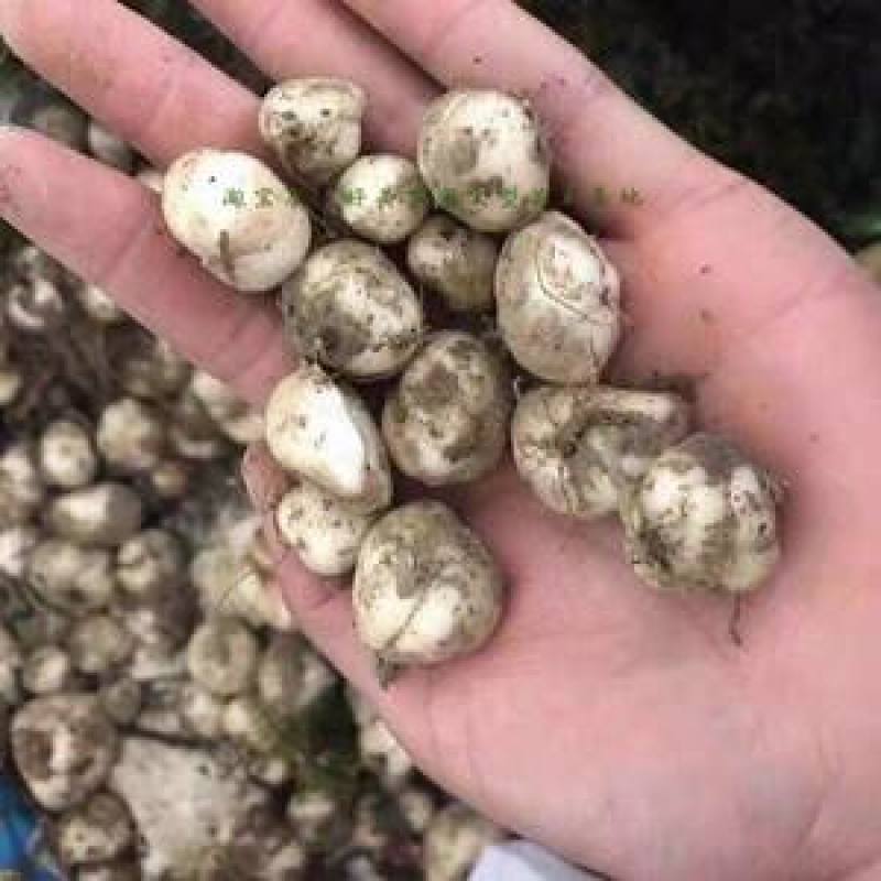 贝母种球四季开花进口庭院阳台盆栽室内地栽耐寒植物花