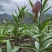 贝母种球四季开花进口庭院阳台盆栽室内地栽耐寒植物花