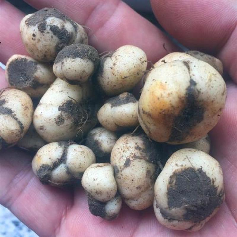 贝母种球四季开花进口庭院阳台盆栽室内地栽耐寒植物花