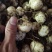 贝母种球四季开花进口庭院阳台盆栽室内地栽耐寒植物花