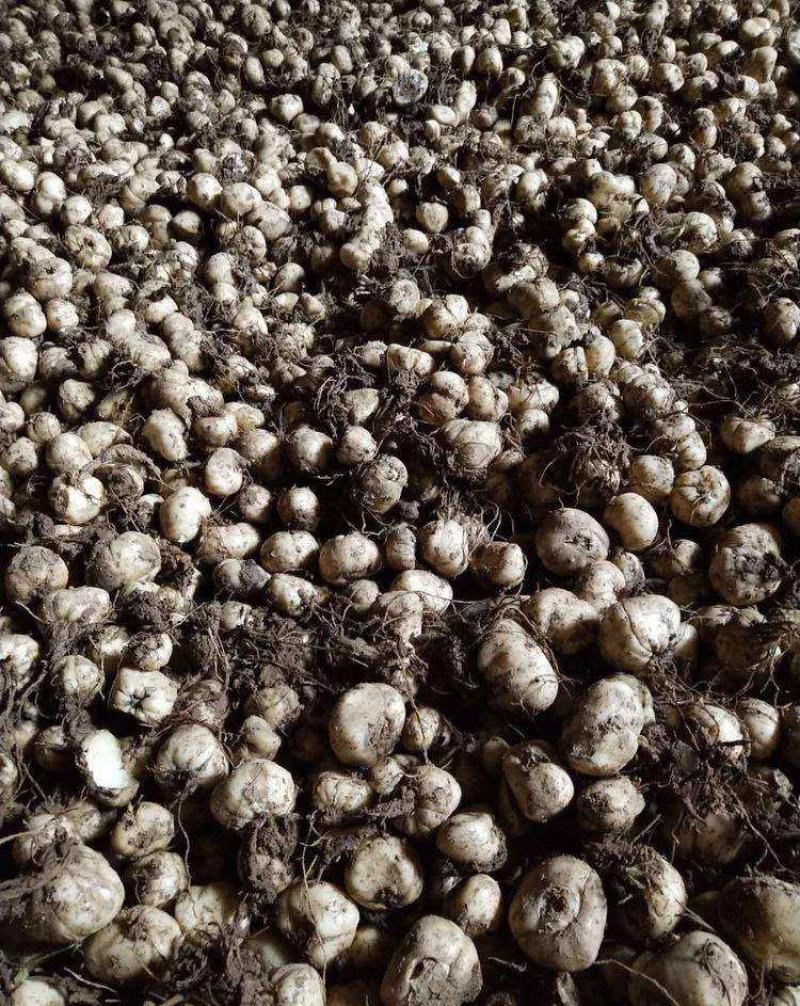 贝母种球四季开花进口庭院阳台盆栽室内地栽耐寒植物花