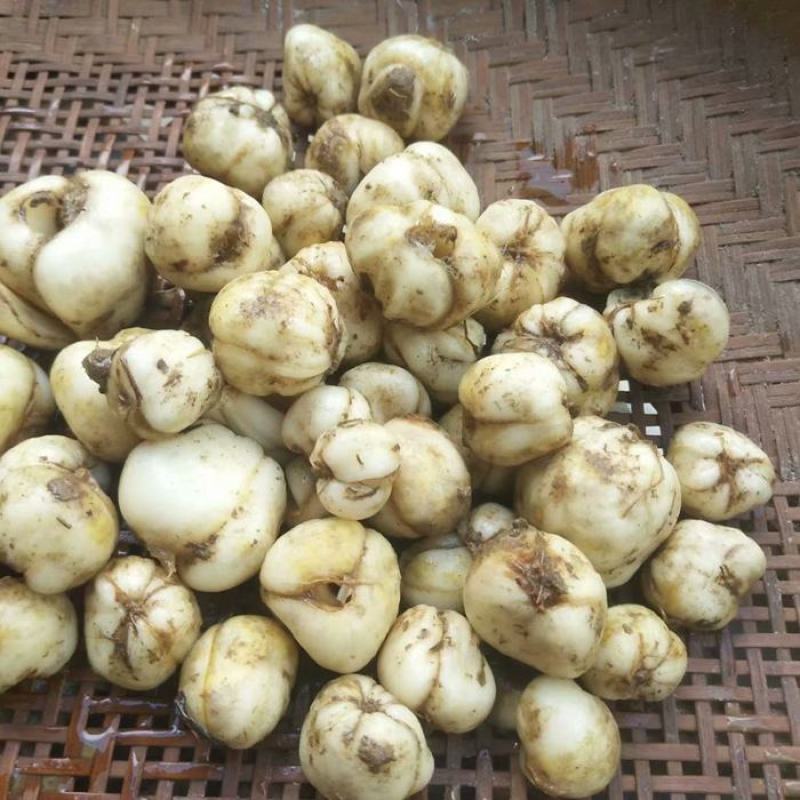 贝母种球四季开花进口庭院阳台盆栽室内地栽耐寒植物花