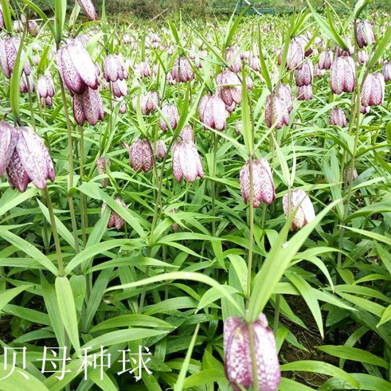 贝母种球四季开花进口庭院阳台盆栽室内地栽耐寒植物花
