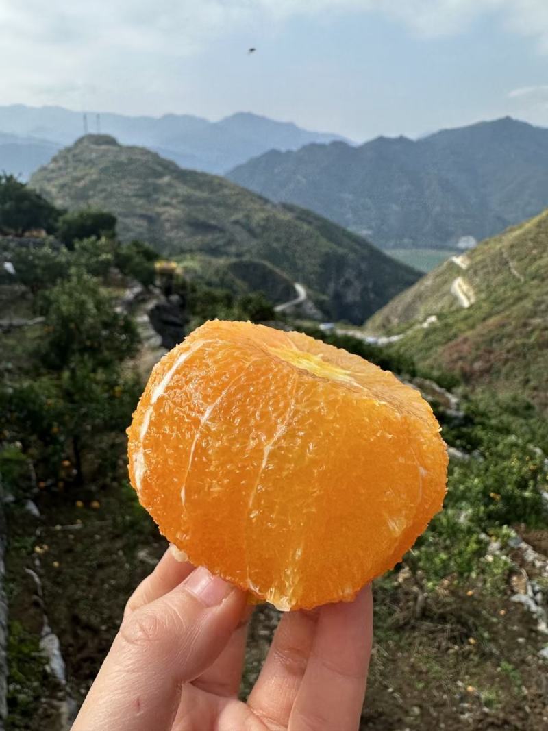 中华红血橙产地看货论价保质保量欢迎咨询订购