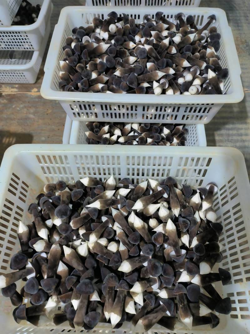 【黑皮鸡枞菌】广西产地全国直供