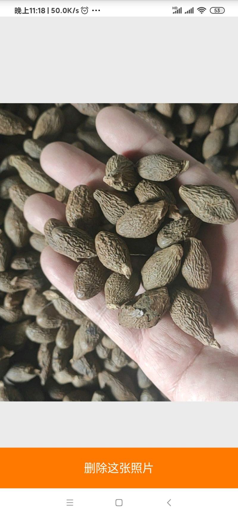 胖大海药食两用泡水喝圆果大粒一斤起包邮
