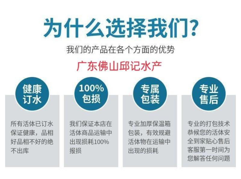 土鲮鱼苗，鲮鱼，鱼塘改底王，渔场直供，技术指导，