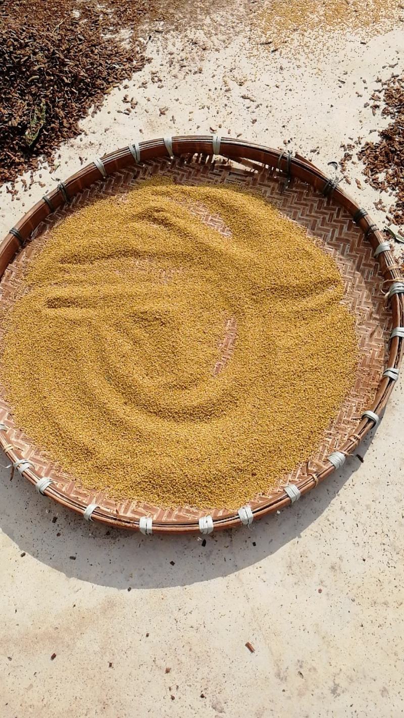葫芦茶籽葫芦茶种子葫芦茶种植基地现摘晒干发货