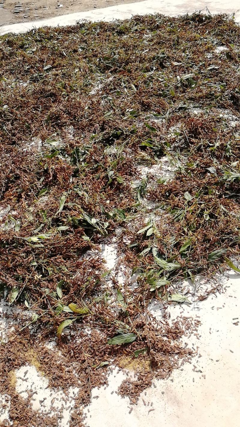 葫芦茶籽葫芦茶种子葫芦茶种植基地现摘晒干发货