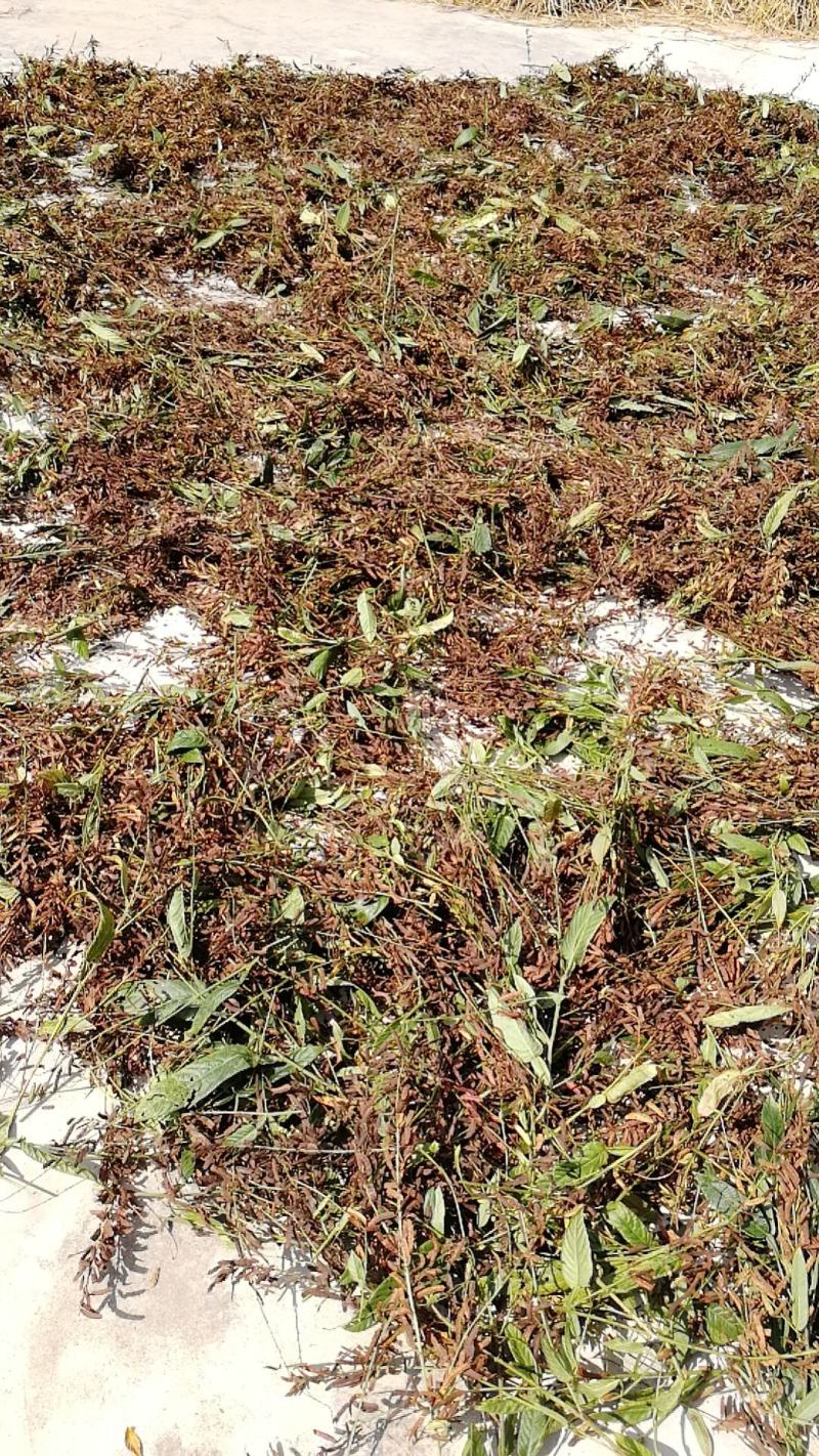 葫芦茶籽葫芦茶种子葫芦茶种植基地现摘晒干发货