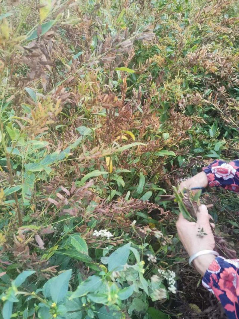 葫芦茶籽葫芦茶种子葫芦茶种植基地现摘晒干发货