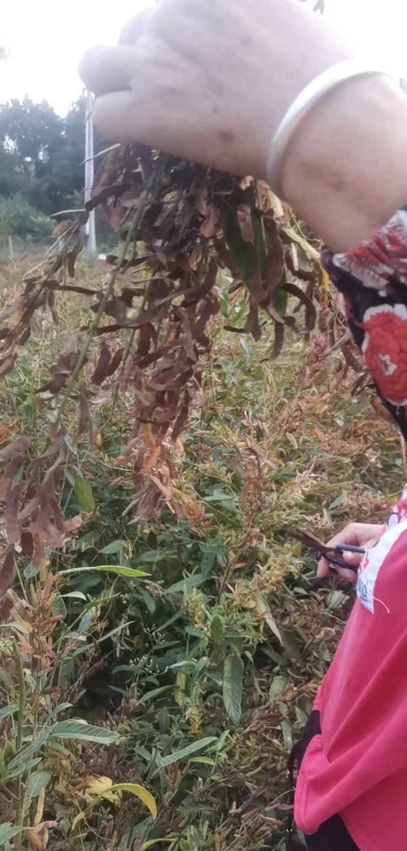葫芦茶籽葫芦茶种子葫芦茶种植基地现摘晒干发货