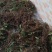 葫芦茶籽葫芦茶种子葫芦茶种植基地现摘晒干发货