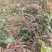 葫芦茶籽葫芦茶种子葫芦茶种植基地现摘晒干发货