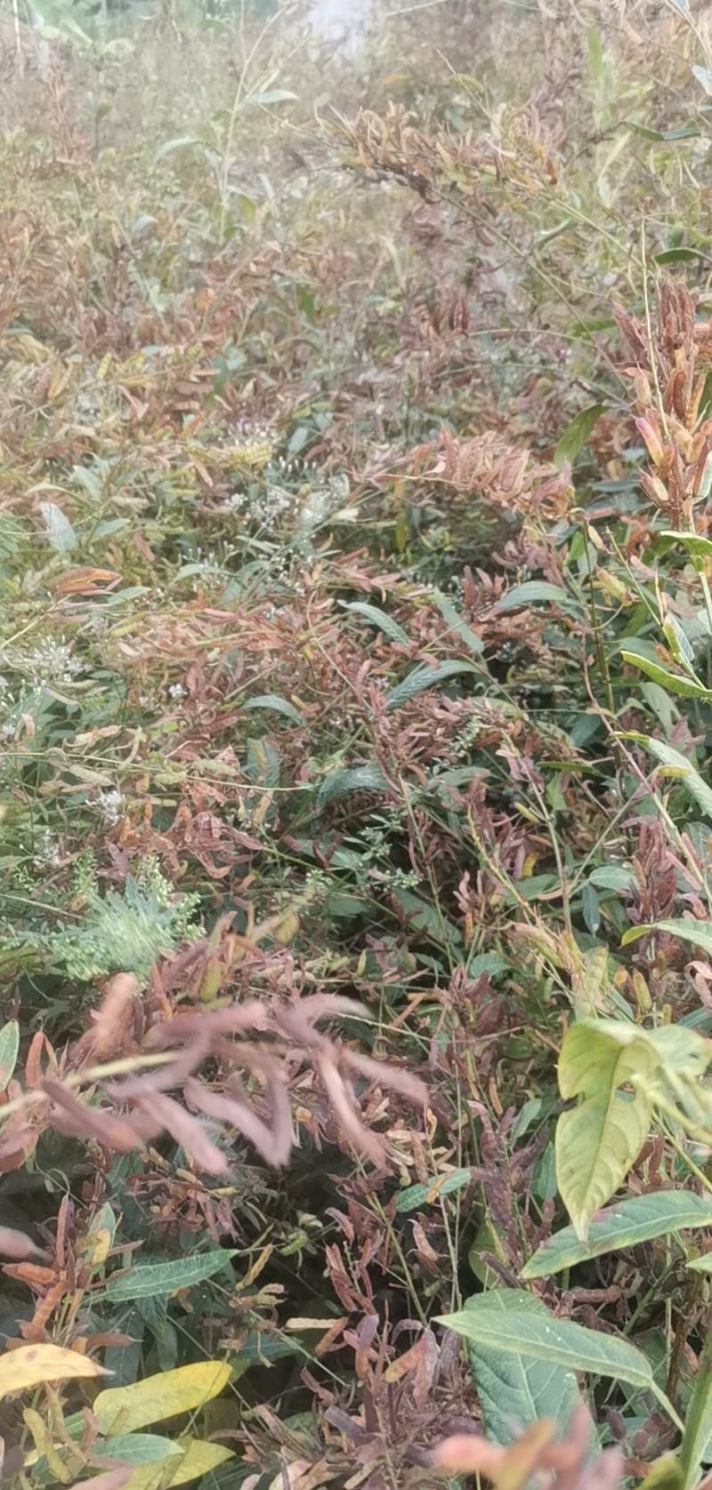 葫芦茶籽葫芦茶种子葫芦茶种植基地现摘晒干发货