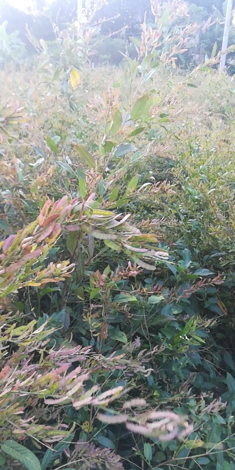 葫芦茶籽葫芦茶种子葫芦茶种植基地现摘晒干发货