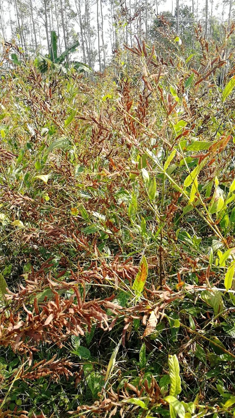 葫芦茶籽葫芦茶种子葫芦茶种植基地现摘晒干发货