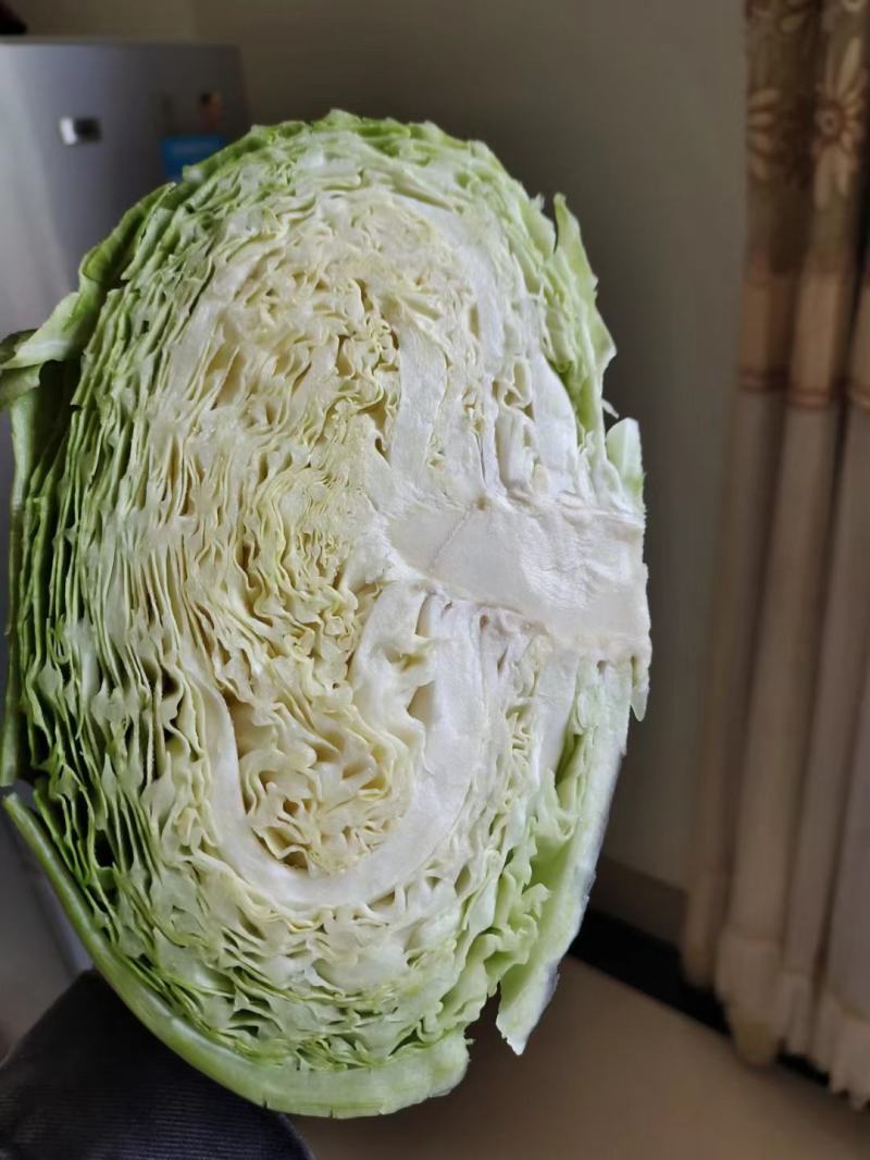 精品甘蓝奥奇娜精品旺旺品质保证诚信经营