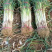 河北邯郸鸡泽长白大葱，全国各地代发，欢迎前来合作