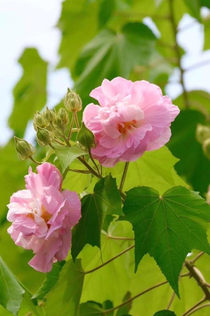 木芙蓉花种子拒霜花木莲地芙蓉华木观花植物落叶灌木