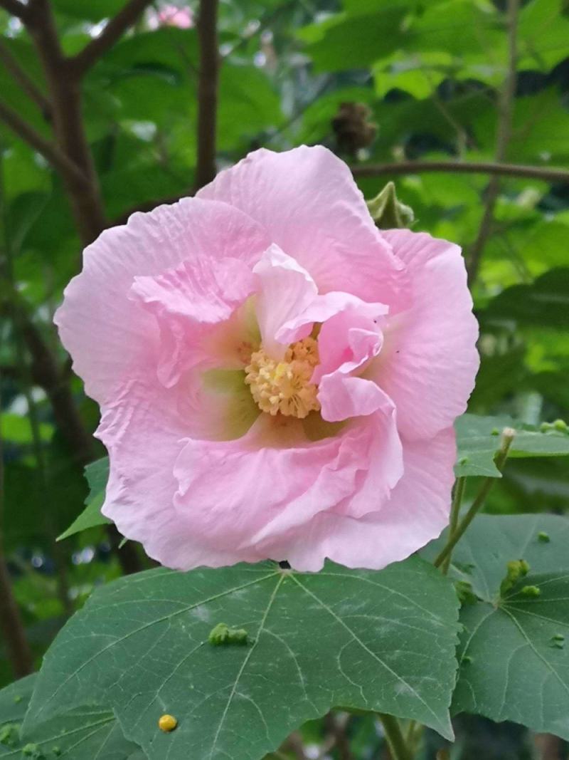 木芙蓉花种子拒霜花木莲地芙蓉华木观花植物落叶灌木