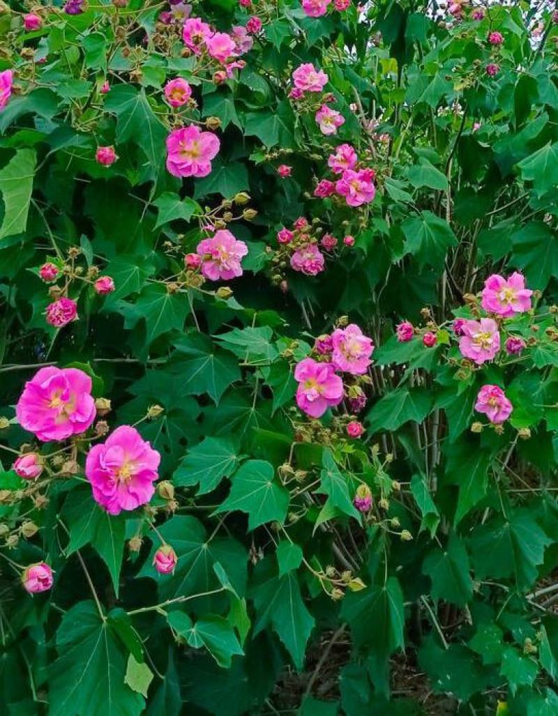 木芙蓉花种子拒霜花木莲地芙蓉华木观花植物落叶灌木