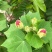 木芙蓉花种子拒霜花木莲地芙蓉华木观花植物落叶灌木