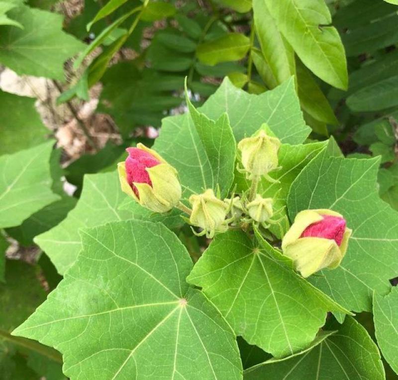 木芙蓉花种子拒霜花木莲地芙蓉华木观花植物落叶灌木