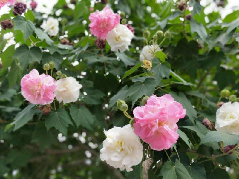 木芙蓉花种子拒霜花木莲地芙蓉华木观花植物落叶灌木