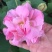 木芙蓉花种子拒霜花木莲地芙蓉华木观花植物落叶灌木