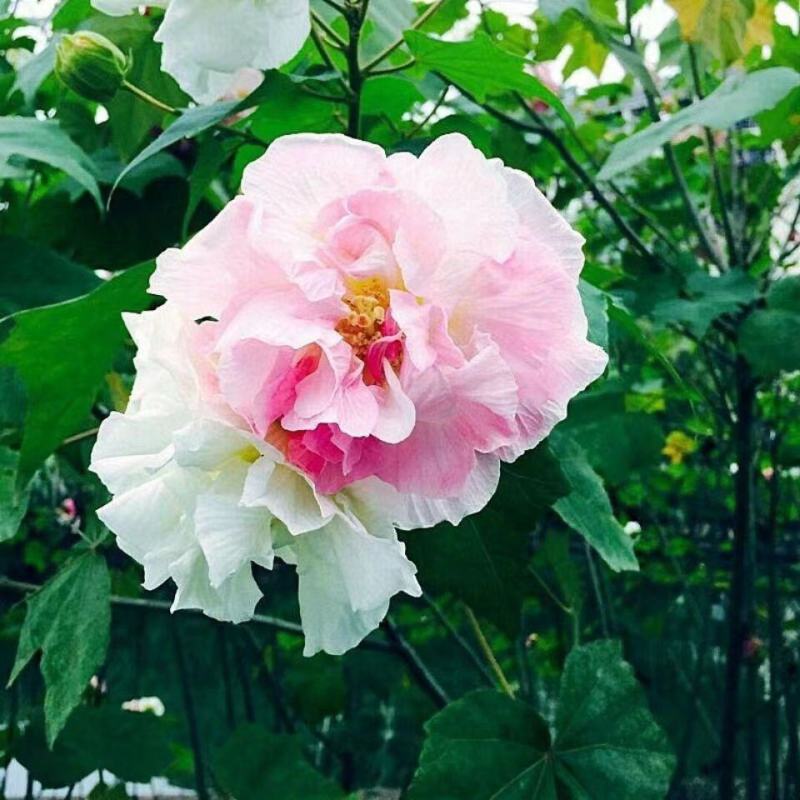 木芙蓉花种子拒霜花木莲地芙蓉华木观花植物落叶灌木
