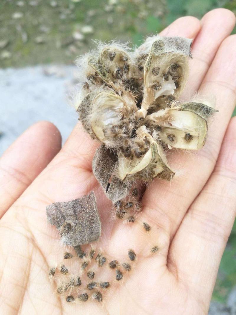木芙蓉花种子拒霜花木莲地芙蓉华木观花植物落叶灌木