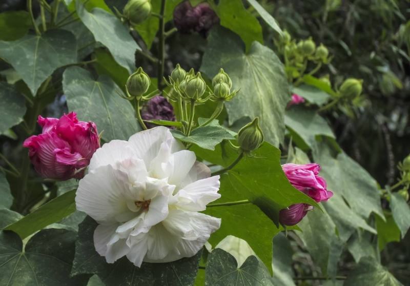 木芙蓉花种子拒霜花木莲地芙蓉华木观花植物落叶灌木