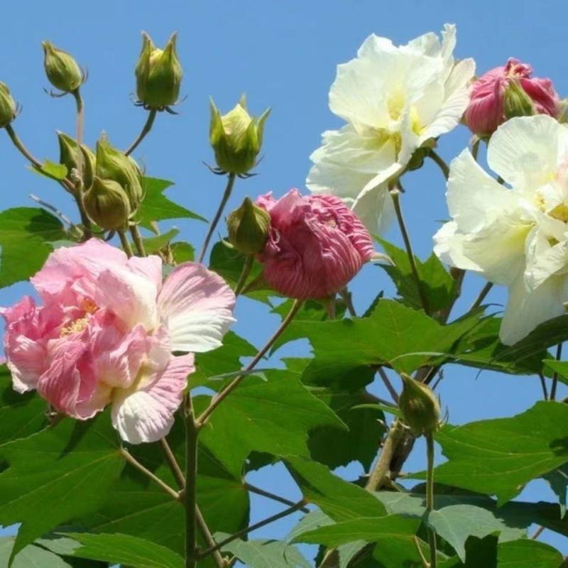 木芙蓉花种子拒霜花木莲地芙蓉华木观花植物落叶灌木