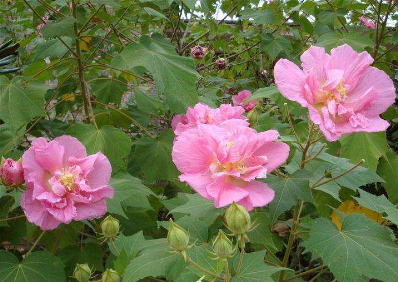 木芙蓉花种子拒霜花木莲地芙蓉华木观花植物落叶灌木