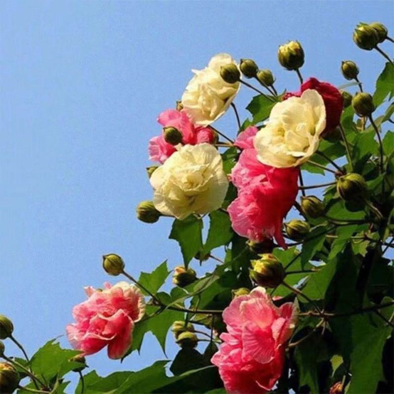 木芙蓉花种子拒霜花木莲地芙蓉华木观花植物落叶灌木