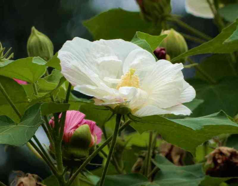 木芙蓉花种子拒霜花木莲地芙蓉华木观花植物落叶灌木