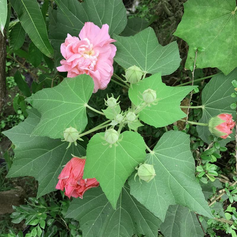 木芙蓉花种子拒霜花木莲地芙蓉华木观花植物落叶灌木