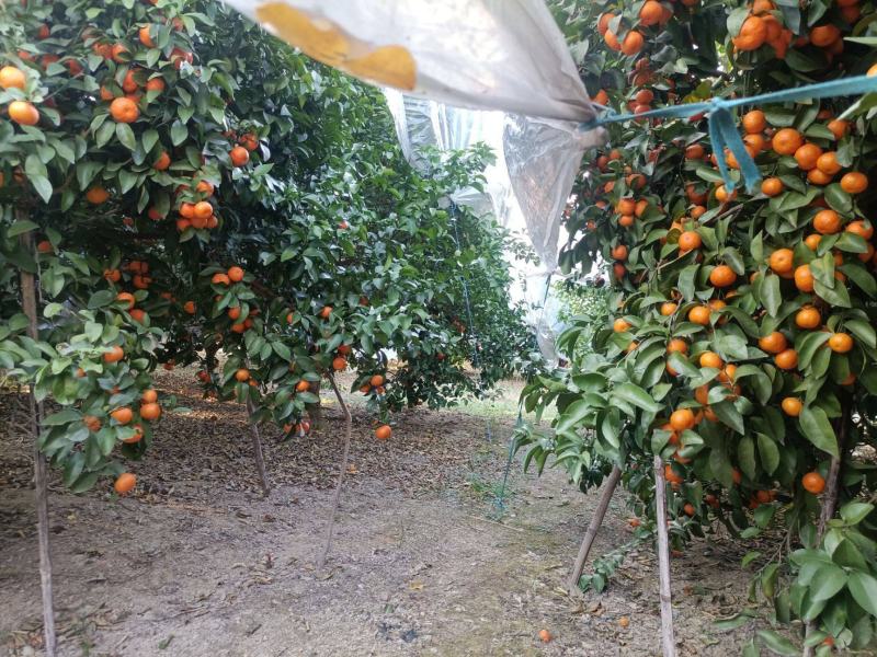 沙糖桔，个头均匀，果面靓丽，清甜化渣，准备上市中敬请期待