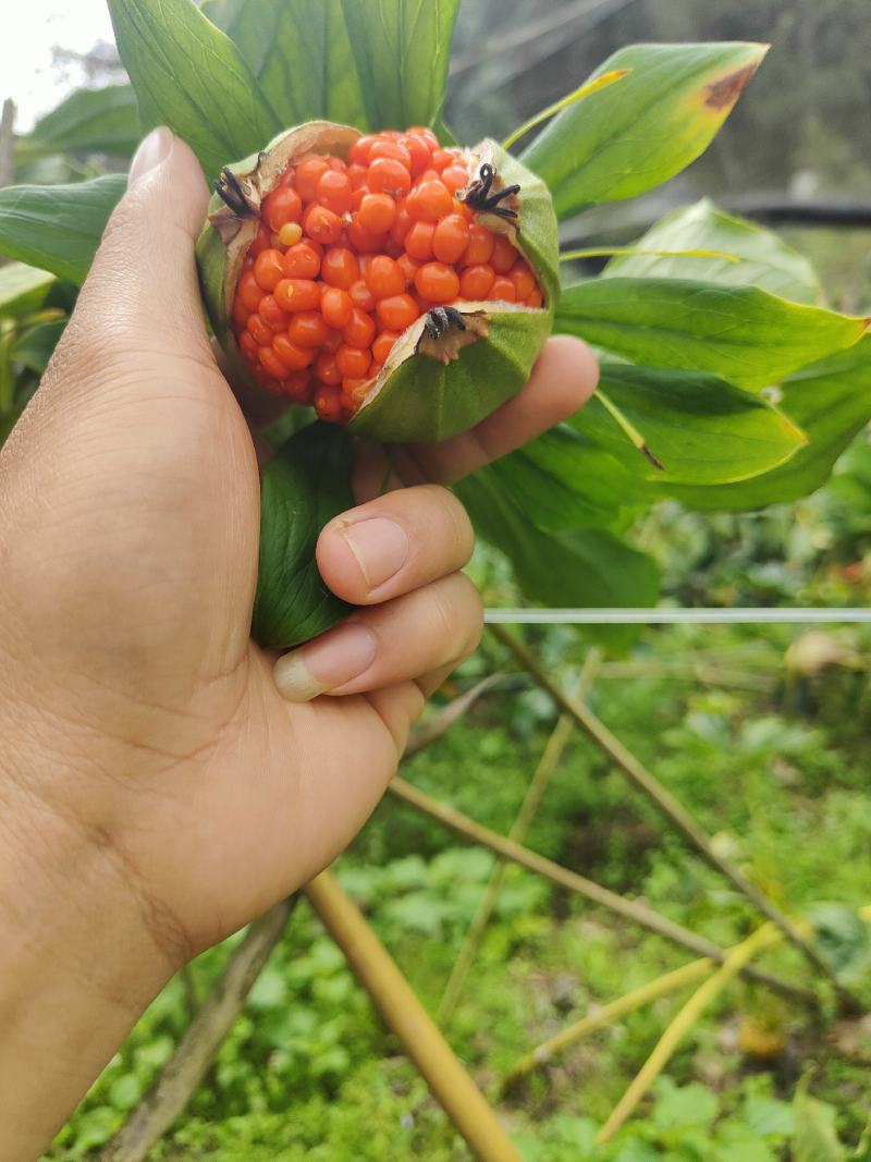云南滇重楼，源头来自于大山之中。