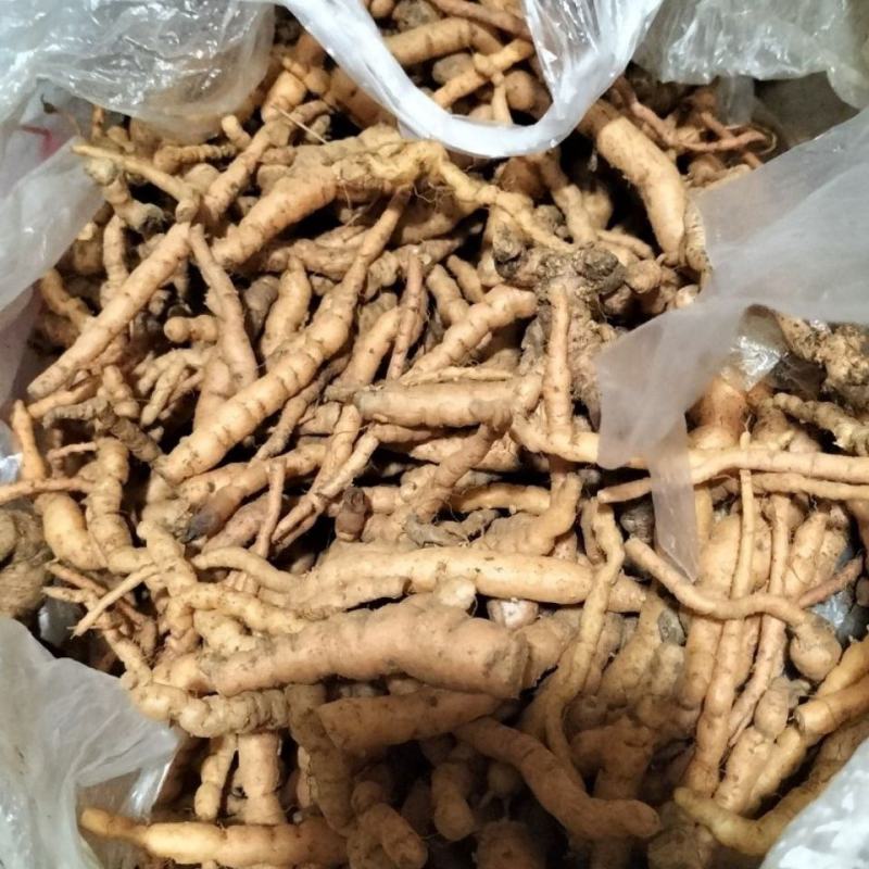 新鲜地黄鲜生地黄种子地髓野生生鲜地黄正宗河南焦作特产装