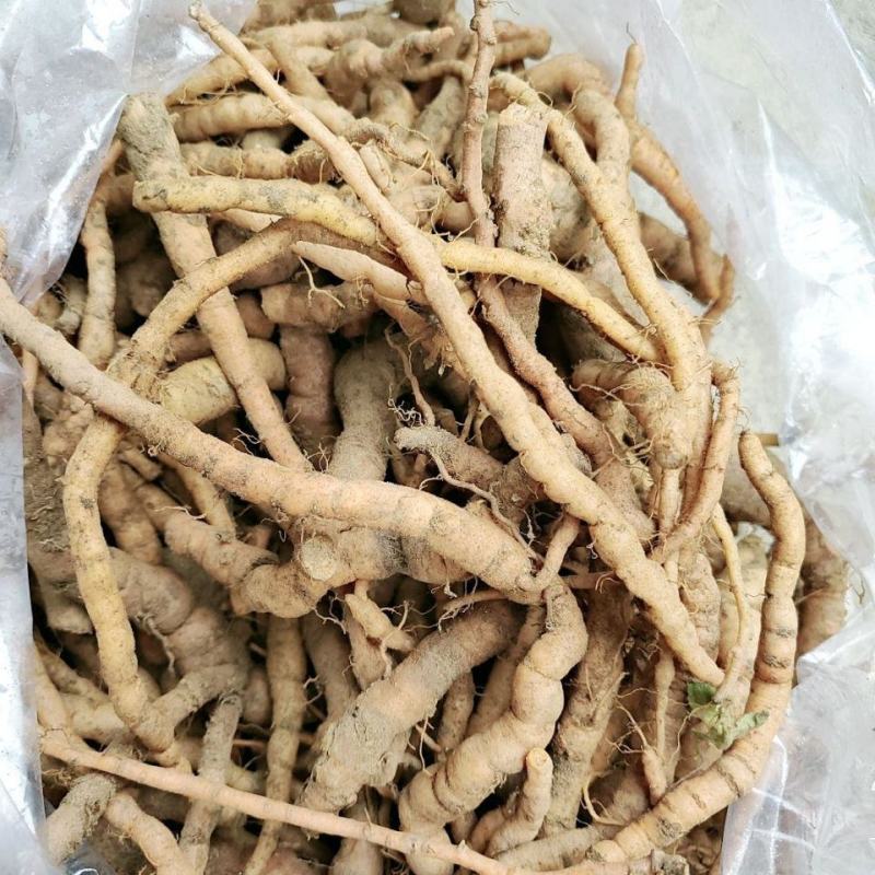 新鲜地黄鲜生地黄种子地髓野生生鲜地黄正宗河南焦作特产装