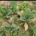 新鲜地黄鲜生地黄种子地髓野生生鲜地黄正宗河南焦作特产装
