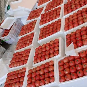 本人种植有300余亩西红柿，现在大量上市，需要的联系