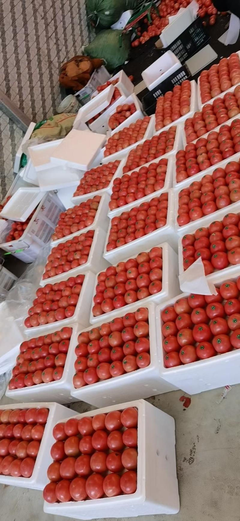 本人种植有300余亩西红柿，现在大量上市，需要的联系