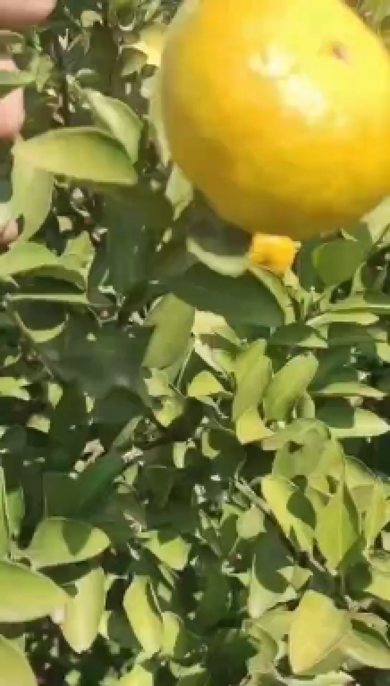 精品新余蜜桔颜色已经上来了，有看得上的老板联系我